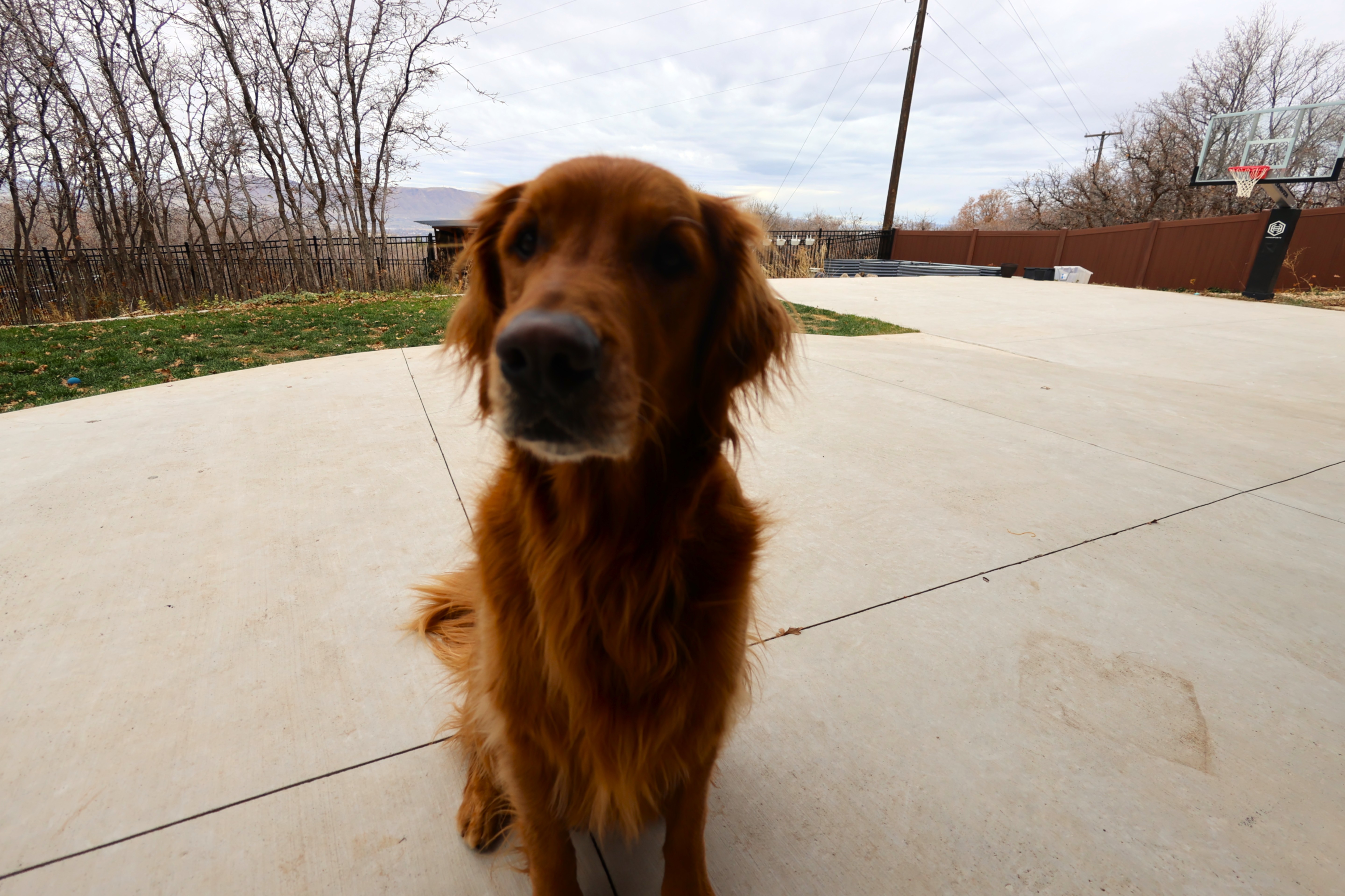 Archie the Golden Retriever