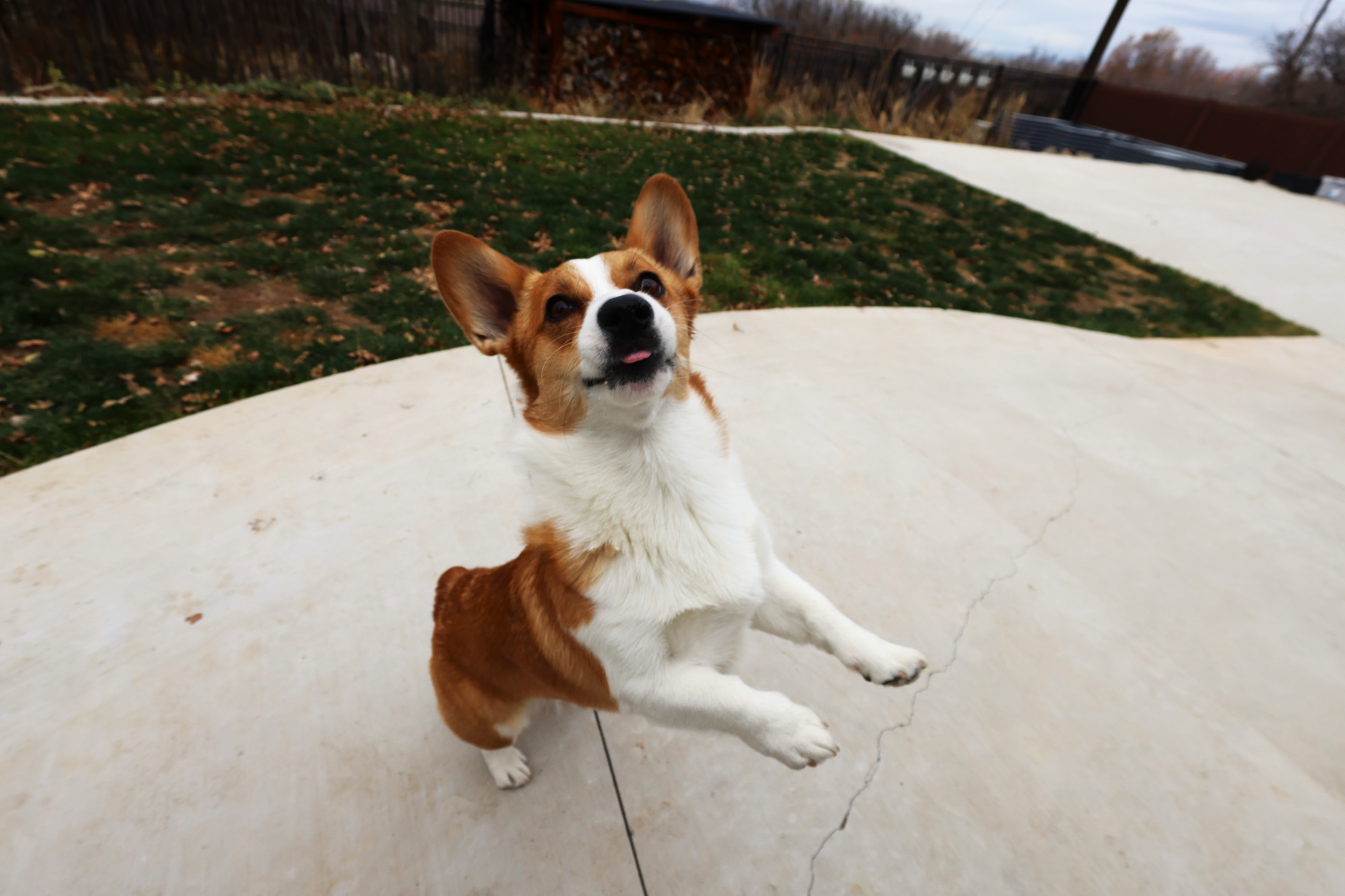 Rocco the Corgi
